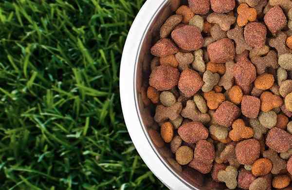 Cómo usar comida para perros como fertilizante | Pasos y receta