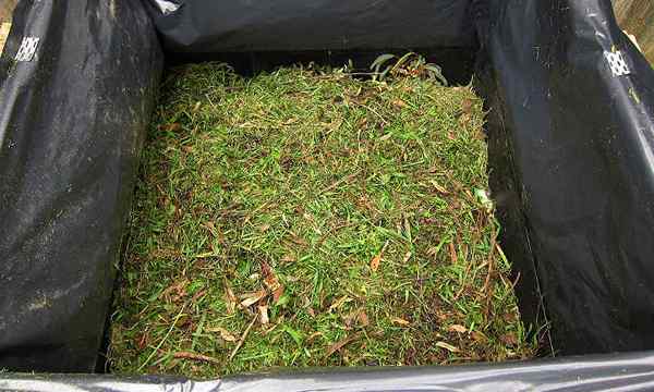 Jak używać ścinek traw w ogrodzie