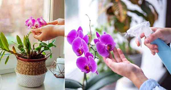 Comment arroser les orchidées | Guide de soins d'orchidée