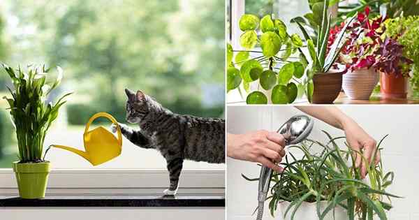 Comment arroser les plantes + 5 erreurs d'arrosage que vous faites