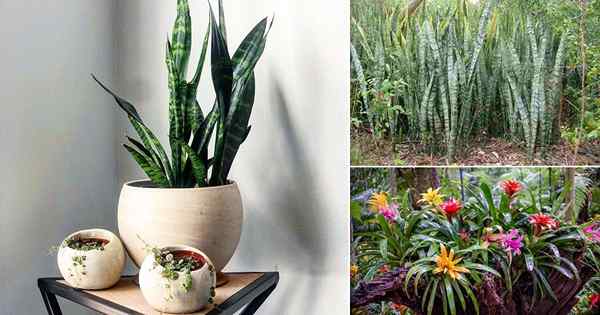 Cómo se ven las plantas de interior favoritas en la naturaleza