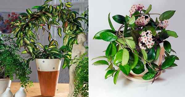 Hoya Carnosa Care di dalam rumah | Cara Menumbuhkan Waxplant Hoya