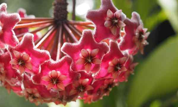Hoya Plant comment cultiver et prendre soin de la plante de cire