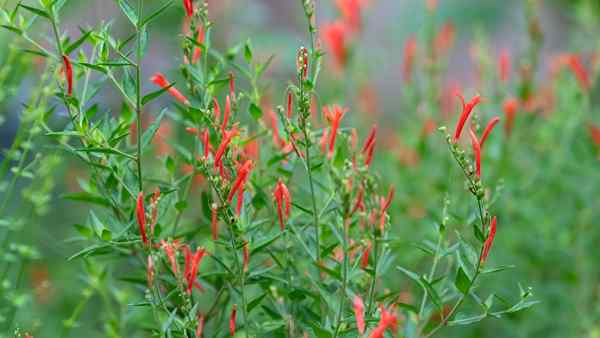 Hummingbird Bush Jak uprawiać płomień Acanthus