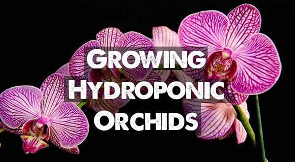 Orchidées hydroponiques