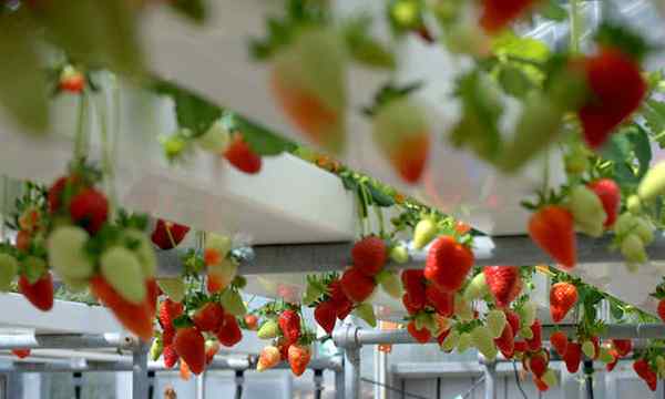 Bayas de fresas hidropónicas cultivadas sin tierra