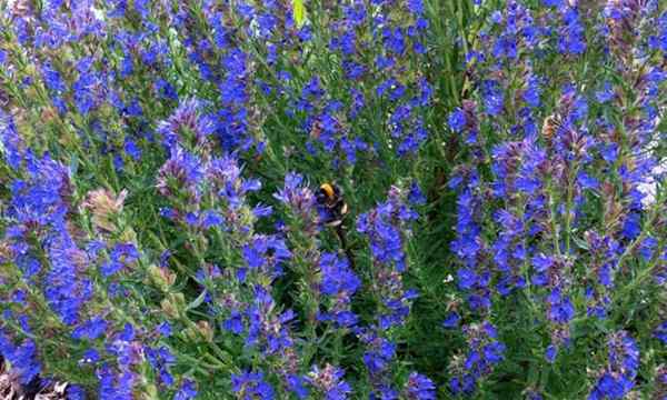 Hyssop plante Belle herbe et leurre pollinisateur