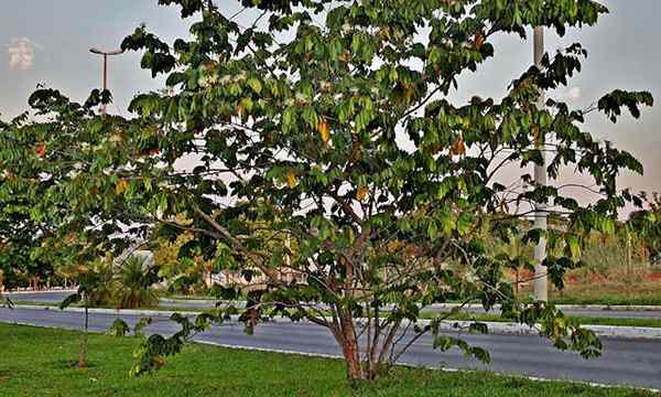 Pohon Kacang Es Krim Permen Kapas Alam