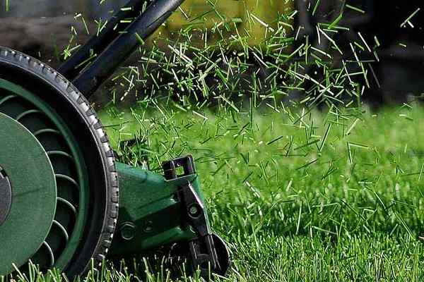 Tinggi pemotongan rumput yang ideal untuk halaman rumput