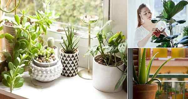 Cosas importantes que hacer antes de traer nuevas plantas en interiores