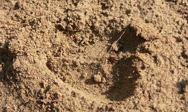 Poprawa piaszczystej gleby zmieniającej ją