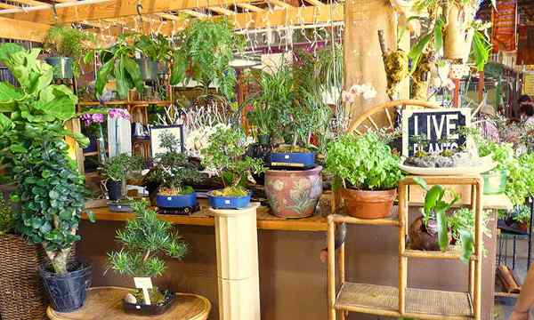Jardinería interior para principiantes conceptos que debes saber
