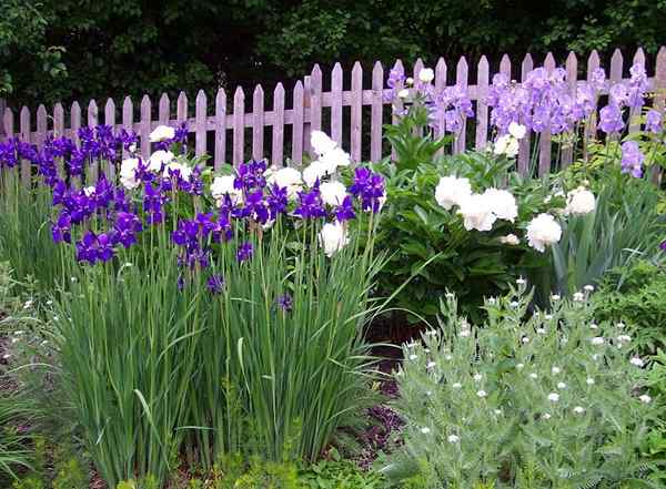 Iris Companion Plants | Guia do jardineiro sobre plantas de companhia para íris