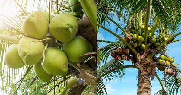 Czy kokos jest owocem lub orzechem?