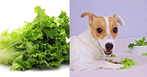 ¿Es segura la lechuga para los perros?? ¿Pueden los perros comer lechuga??