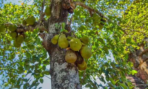 Jackfruit Tree Największe owoce na świecie