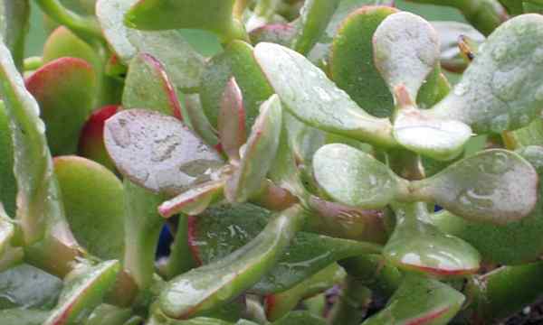Penjagaan tumbuhan jed tumbuh crassula ovata