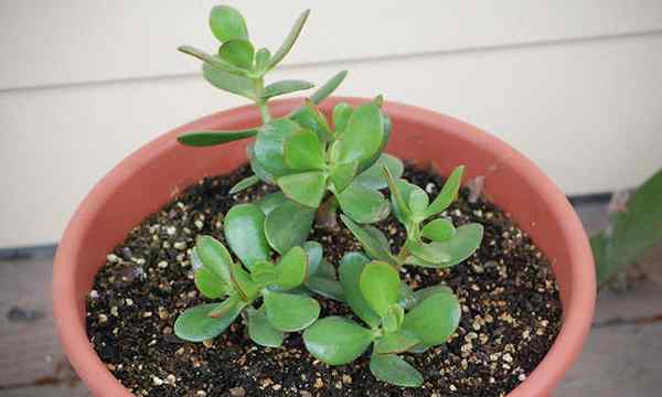 Propagation de la plante en jade Comment gagner des plantes d'argent
