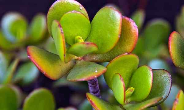 Petua pemangkasan tumbuhan jed untuk meningkatkan pertumbuhan