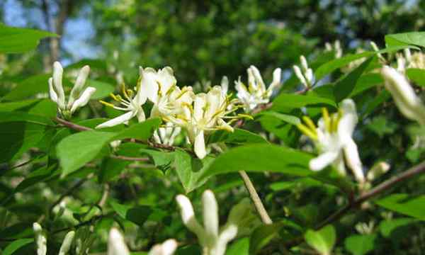 Madressilva japonesa uma videira de floração vigorosa