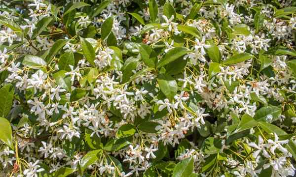 Planta de jasmim como cultivar e cuidar de jasminum