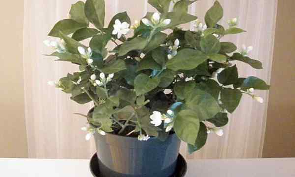 Jasmine Plant Wskazówki dla szczęśliwej rośliny domowej