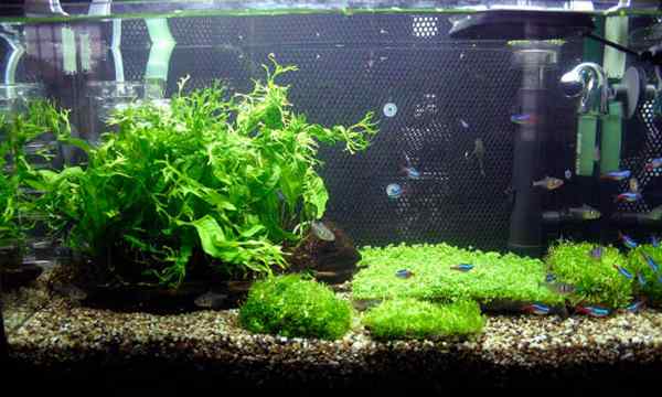 Java -Farn -Unterwasserpflanzen für Wassergärten