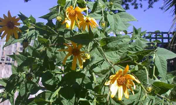 Jerusalem Crischoke Plant Sunny Sunchokes