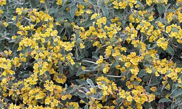 Jerusalén Sabio de crecimiento Phlomis fruticosa