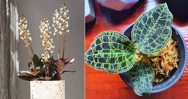 Jewel Orchid Care | Cara Menumbuhkan Orkid Ludisia