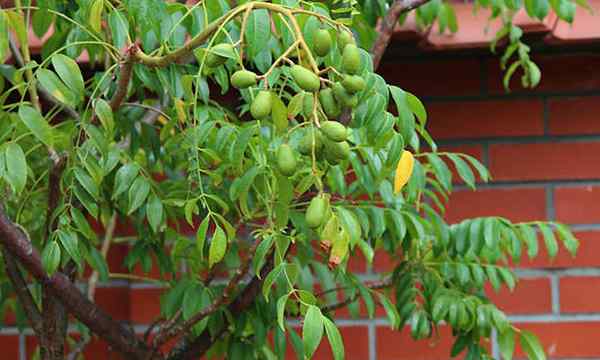 June Pflaumenbaum Anbau Ambarella Frucht
