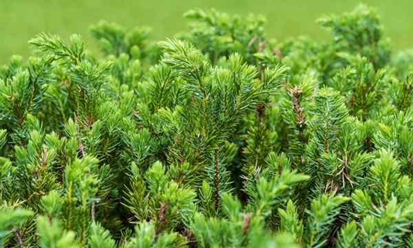 Juniperus confert comment cultiver un genévrier à terre