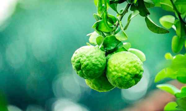Kaffir Lime Tree rosnące limonki w domu