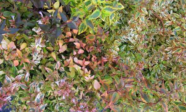 Kaléidoscope Abelia un changeur de couleur saisonnier