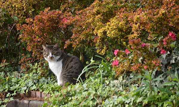 Mantenha os gatos fora dos espaços de jardim com essas dicas