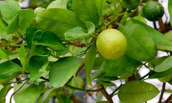 Key Lime Tree Wachsen Sie Ihren eigenen Kuchen