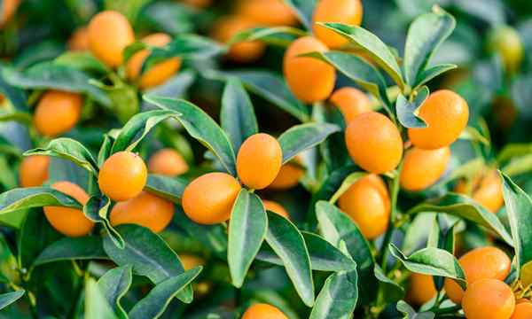 Kumquat arbre soin comment faire pousser des kumquats