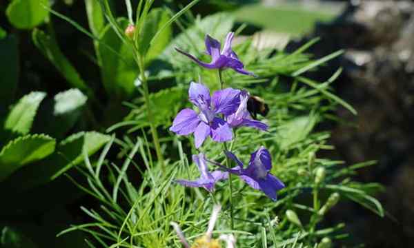 Larkspur -Blütenspitzen wachsen lebendige Jahrbücher