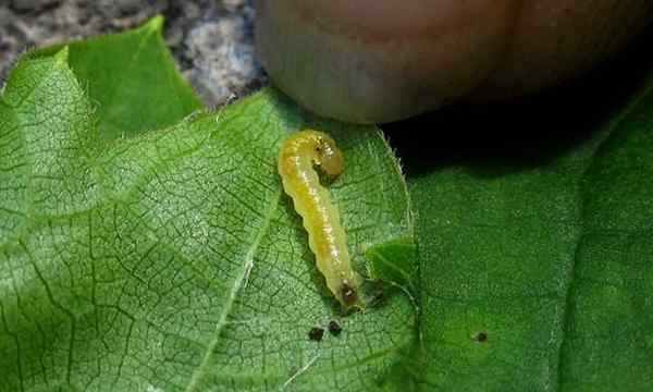 Rolos de folhas mastigando ameaças de lagarta