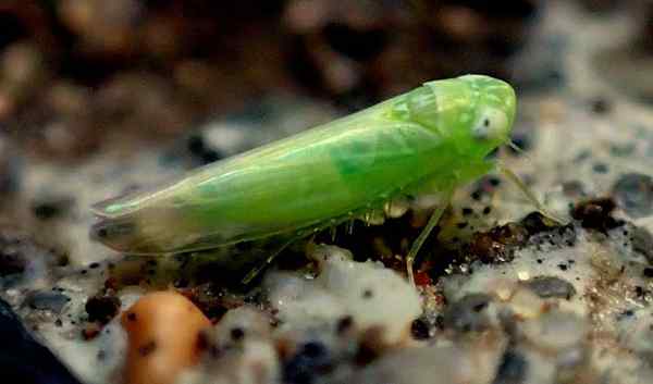 Leafhopper Schädlinge, wie man lauernde Zikadellidae abtötet