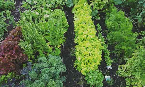 Salatbegleiterpflanzen für großes grünes Wachstum
