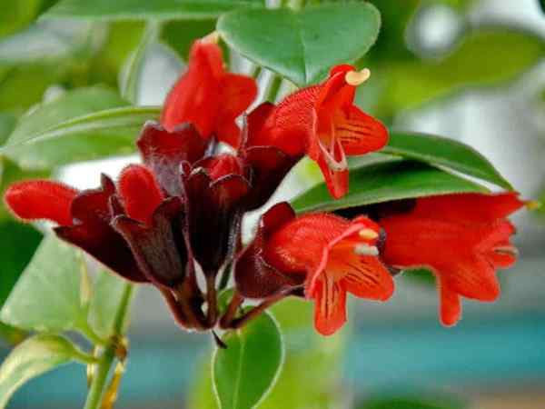 Lipstick Plant Cuidado e Guia de Crescimento