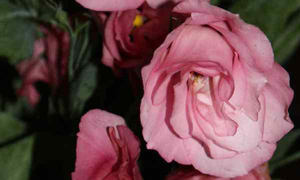 A lisianthus como una rosa, pero diferente