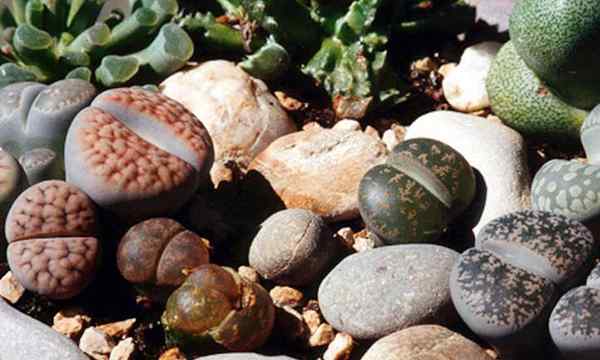 Lithops poussant des plantes en pierre vivantes inhabituelles