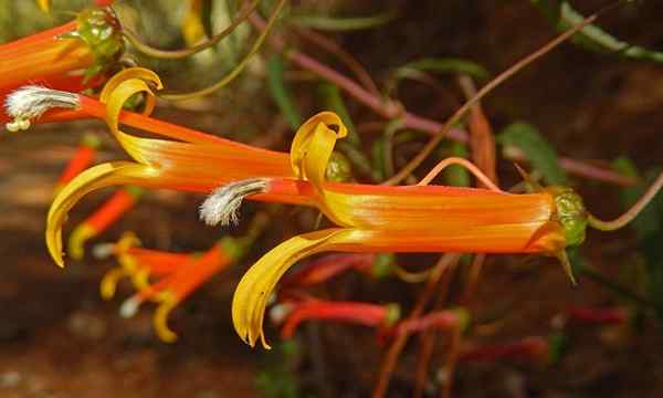 Lobelia laxiflora Pflege wachsender mexikanischer Busch -Lobelien