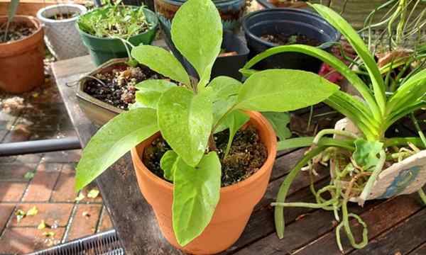 Longévité Spinach Comment cultiver Gynura Procumbens à droite