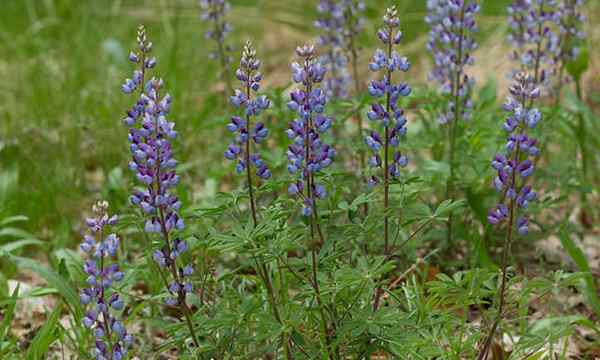 Usine de pollinisateurs de printemps de Lupin Spring