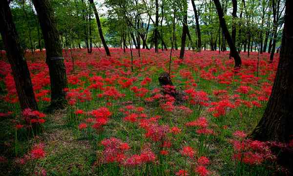 Lycoris radiata el lirio de la araña roja mística