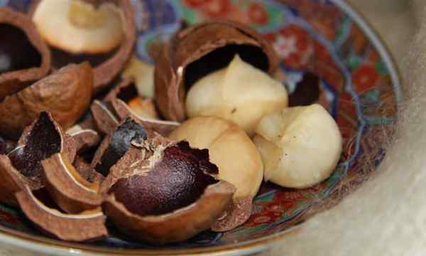 Macadamia Nut Tree o tratamento tropical