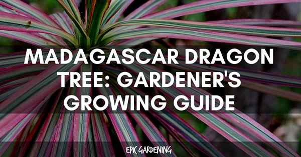 Madagaskar Dragon Tree (Dracaena marginata) Care Guide